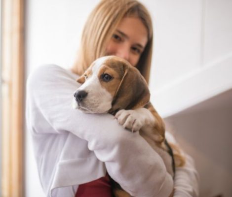 beagle-puppy-desingConten1