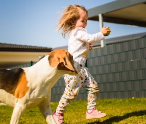 beagle-puppy-desingConten3