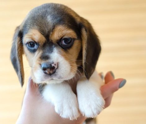 beagle-puppy-desingConten4